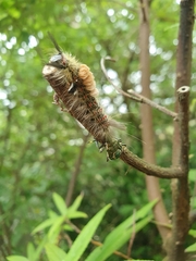 Eocanthecona formosa