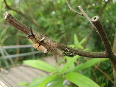 Eocanthecona formosa