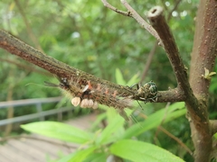 Eocanthecona formosa