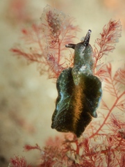Elysia viridis