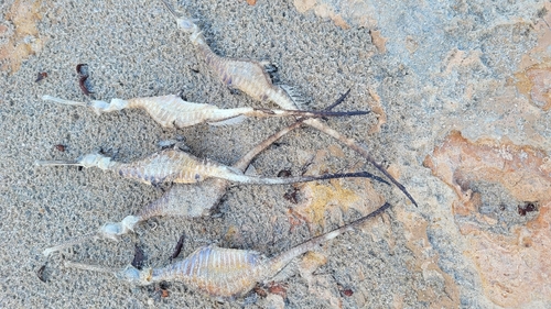 Phyllopteryx taeniolatus