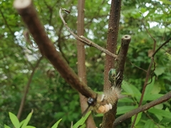 Eocanthecona formosa