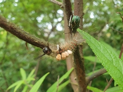 Eocanthecona formosa