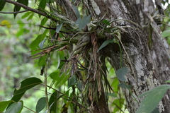 Tillandsia subulifera (Tillandsia subulifera)