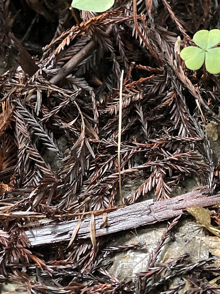Macrotyphula juncea · February 2026 · photo: © pynklynx (iNaturalist, CC)