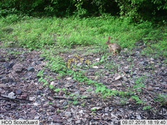 Sylvilagus cunicularius insolitus
