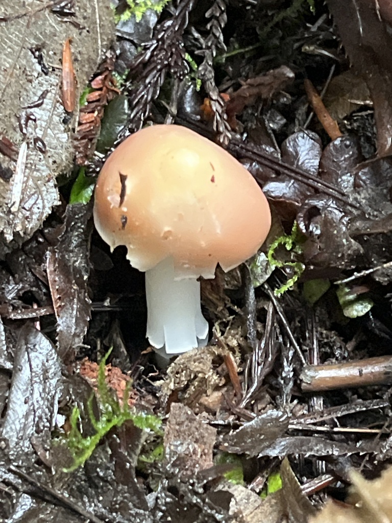 Porpolomopsis calyptriformis · February 2026 · photo: © pynklynx (iNaturalist, CC)