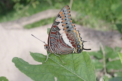 Charaxes saturnus saturnus