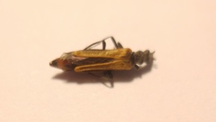 Oedemera flavipennis