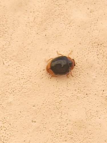 Scymnus louisianae (Scymnus louisianae), a species recorded in Alabama