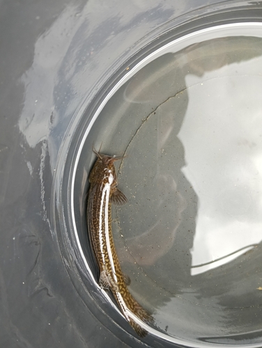 Capitan catfish (Eremophilus mutisii) — Trichomycteridae — 4