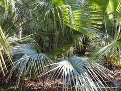 Brahea edulis
