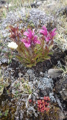 Pedicularis dasyantha