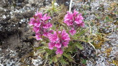 Pedicularis dasyantha