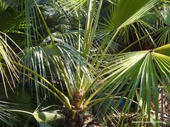 Brahea edulis