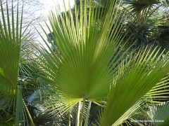 Brahea edulis