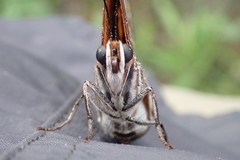 Charaxes saturnus saturnus