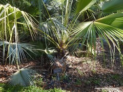 Brahea edulis