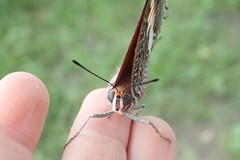Charaxes saturnus saturnus
