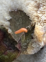 Insecta