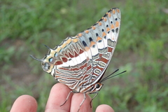 Charaxes saturnus saturnus