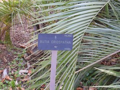 Butia eriospatha