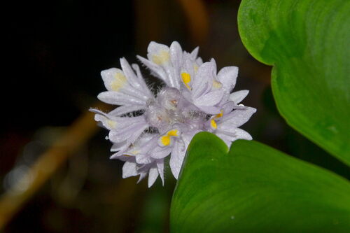 Pontederia rotundifolia, photograph 5