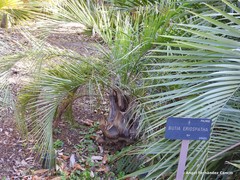 Butia eriospatha