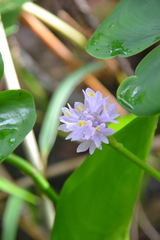 Pontederia rotundifolia, photograph (c) Letizia Weichgrebe, some rights reserved (CC BY)