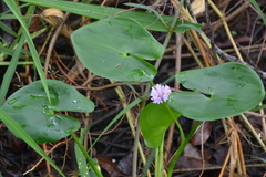 (c) Letizia Weichgrebe, some rights reserved (CC BY) Pontederia rotundifolia, photograph (c) Letizia Weichgrebe, some rights reserved (CC BY)
