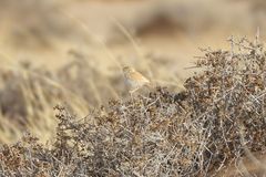 Curruca deserti