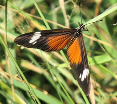 Acraea esebria