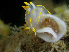 Polycera quadrilineata