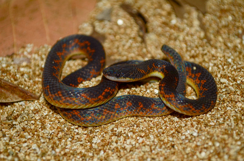 Jensen's Ground Snake