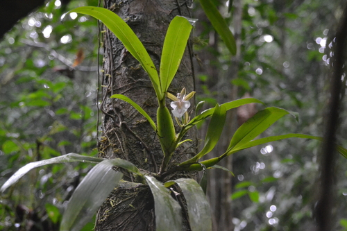Aspasia principissa, photograph 4