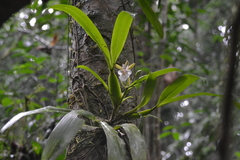 Aspasia principissa, photograph (c) Letizia Weichgrebe, some rights reserved (CC BY)