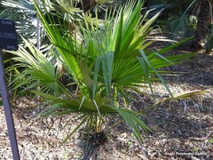 Trithrinax brasiliensis