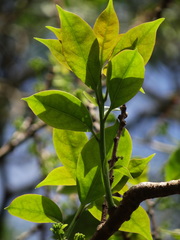 Ehretia longiflora