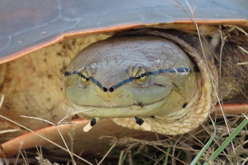 Geoffroy’s Side-necked Turtle, Phrynops geoffroanus