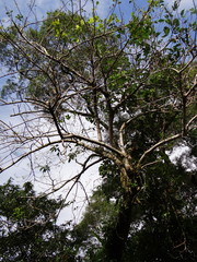 Ehretia longiflora