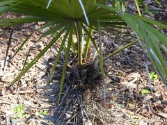Trithrinax brasiliensis