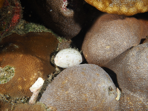 Cypraea nigropunctata, 2026-02-08