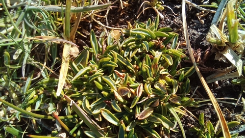 Azorella filamentosa, photograph 6