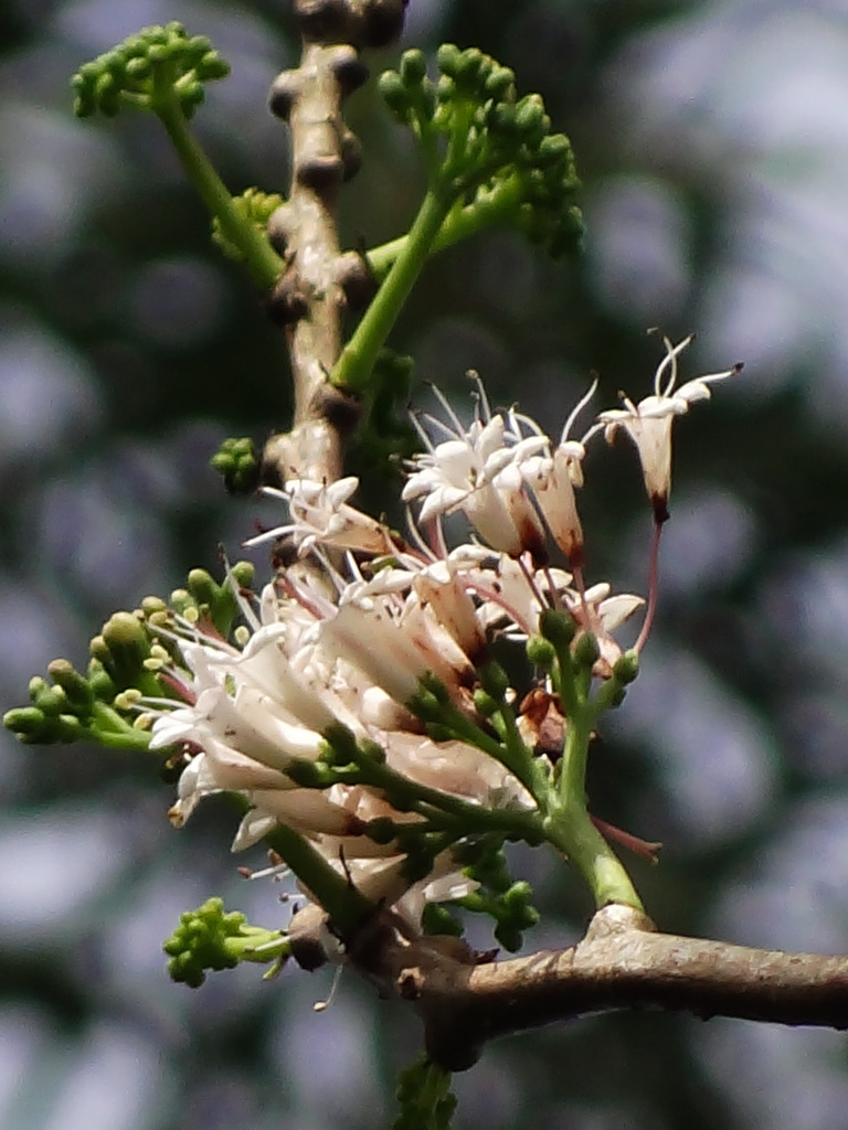 Ehretia longiflora (Ehretia longiflora)