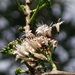 Ehretia longiflora - Photo Oikeuksia ei pidätetä, lähettänyt 葉子