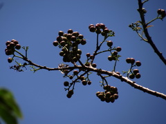 Ehretia longiflora