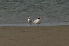 Thalasseus albididorsalis