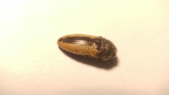 Acmaeodera flavolineata