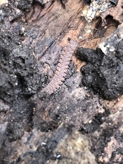 Polydesmus