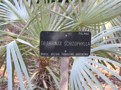 Trithrinax schizophylla